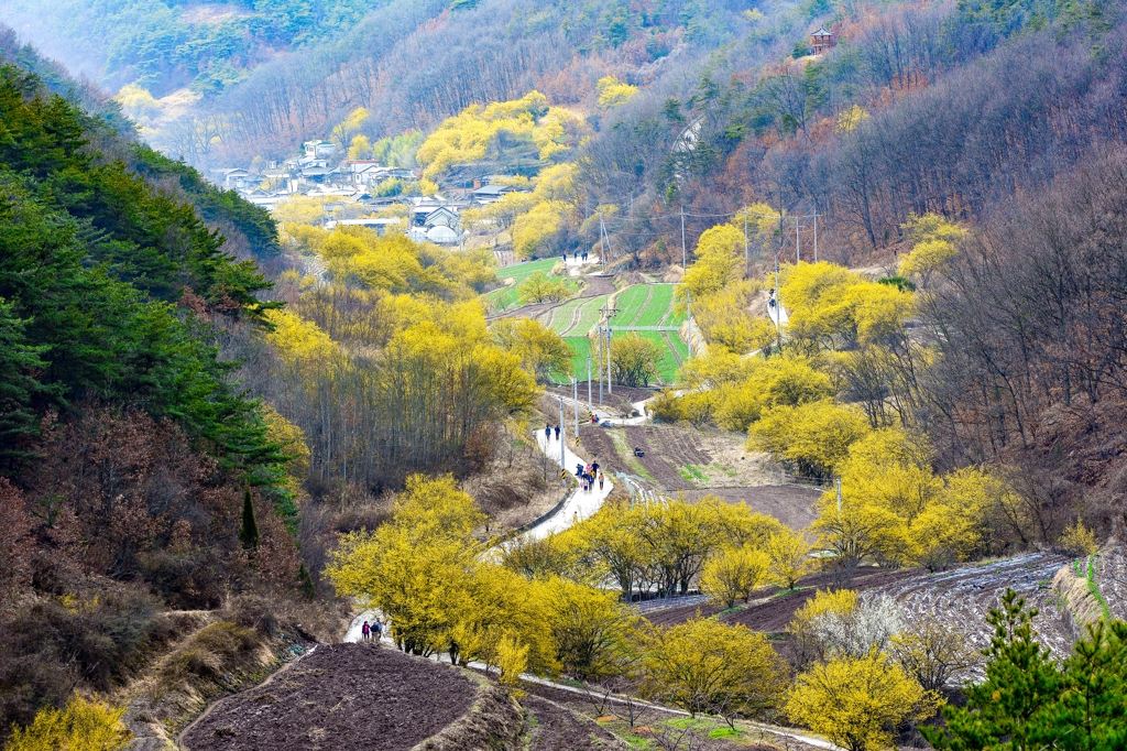 의성 산수유 꽃피는 마을