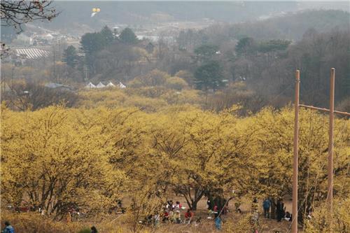 이천 백사 산수유 축제