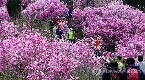 원미산 진달래밭