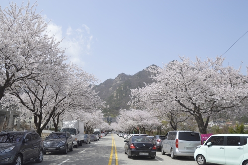 벚꽃 만개한 계룡산 동학사 입구