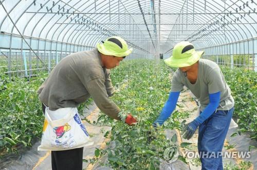 작업하는 외국인 계절근로자들