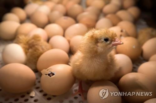 부화 중인 달걀 사이에 서 있는 병아리[AFP=연합뉴스 자료사진]
