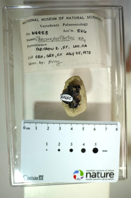 캐나다 자연박물관에 소장된 '달리는 하이에나' 이빨 화석 (1973년 발굴)