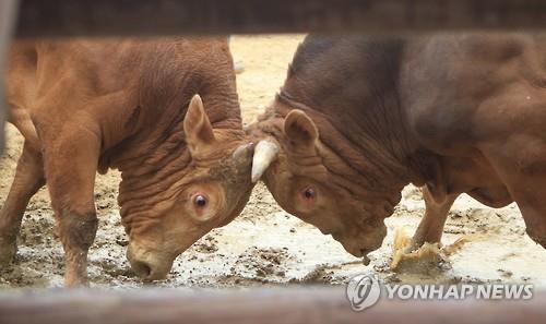 의령 소싸움 대회