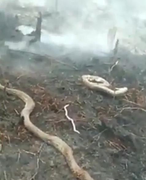인니 산불 현장서 발견된 대형 뱀 사체 