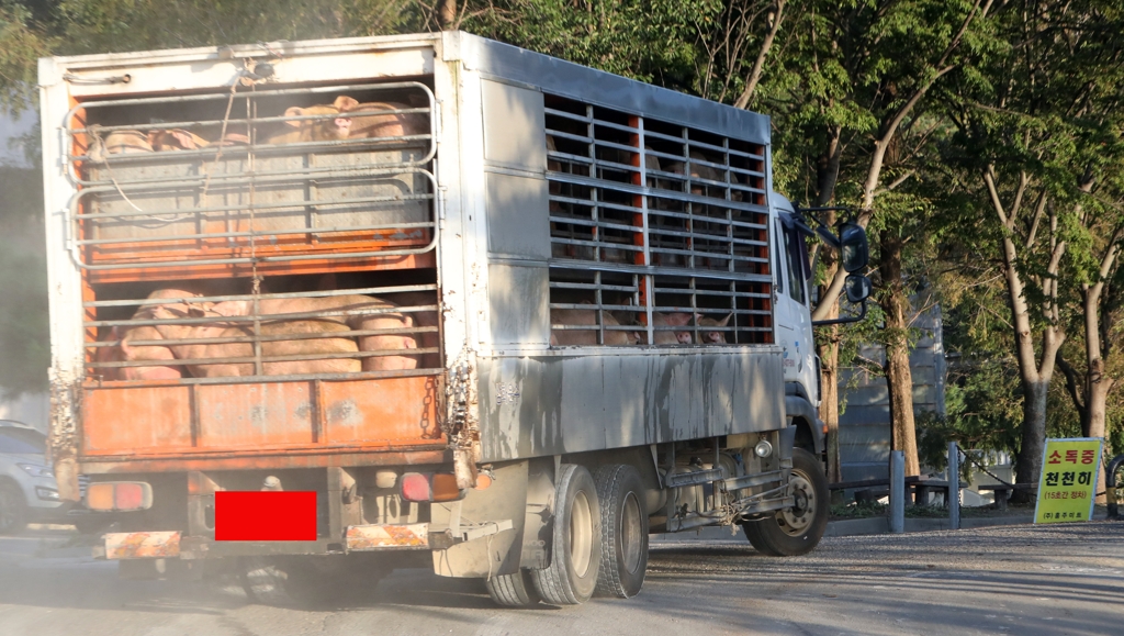 (홍성=연합뉴스) 양영석 기자 = 도축장으로 향하는 돼지 운반차량.