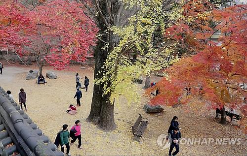 내장산 단풍