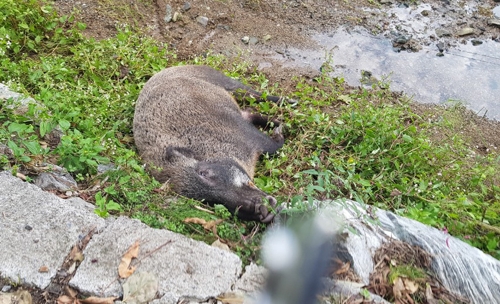 울주군 온양읍 중고산마을 개천서 죽은 채 발견된 멧돼지