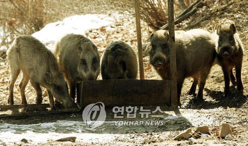 부대 잔반에 모인 멧돼지 일가족