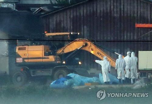 살처분되는 돼지열병 확진 농장 돼지들