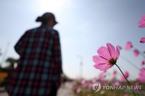 가을하늘 아래 코스모스