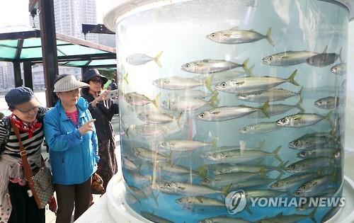 부산고등어축제