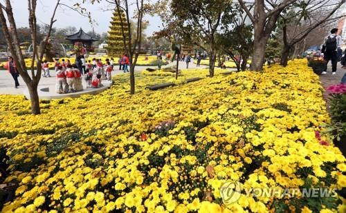 익산 천만송이국화축제