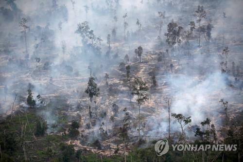 보르네오섬 인도네시아령 칼리만탄의 산불 현장