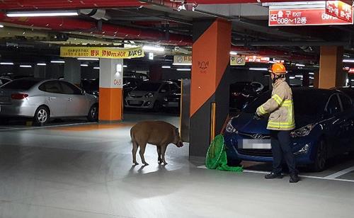 지난달 세종시 한 아파트 지하 주차장에서 발견된 멧돼지