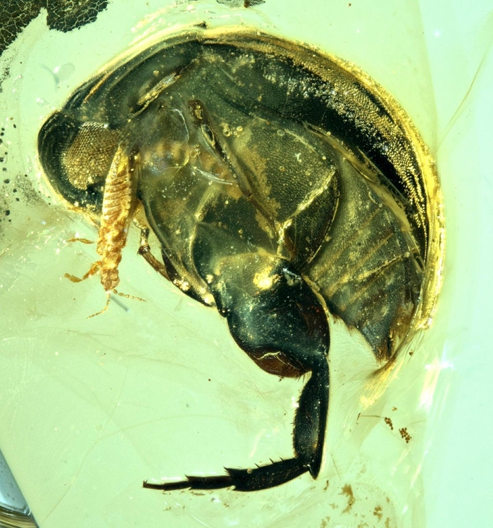호박 속의 A.부르미티나를 확대한 장면 