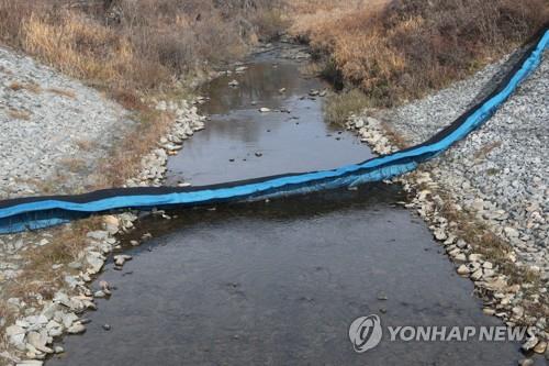 ASF 살처분 돼지 핏물 임진강 지류로 유출