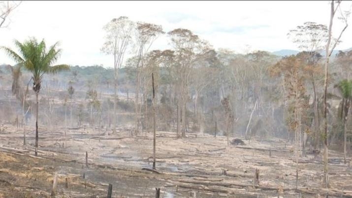 황폐화하는 아마존 열대우림