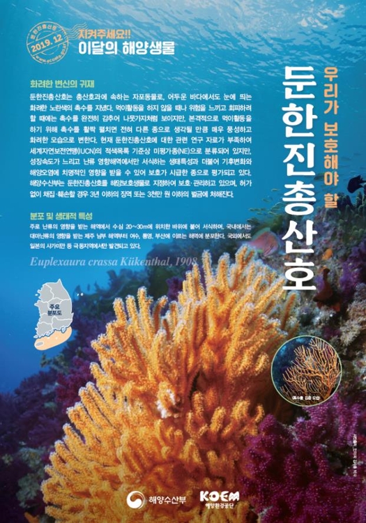 둔한진총산호