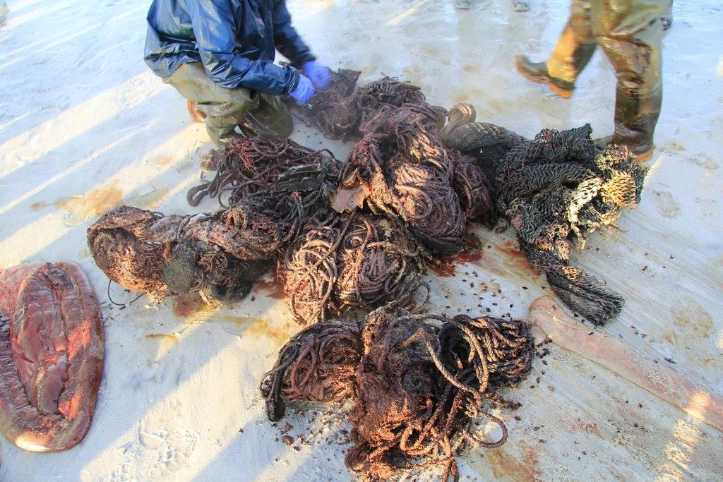 스코틀랜드 해안에 밀려온 죽은 향유고래 위에서 나온 쓰레기