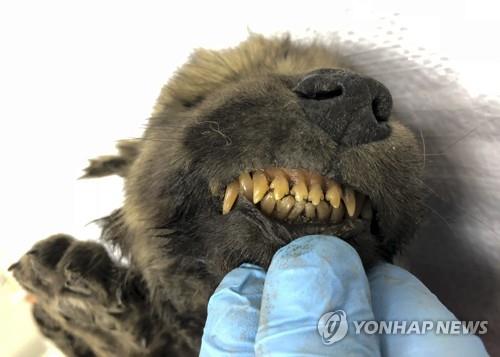 러시아 시베리아에서 발견된 동물 미라 