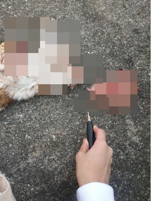 인터넷 커뮤니티에 올라온 '고양이 살해' 인증 사진