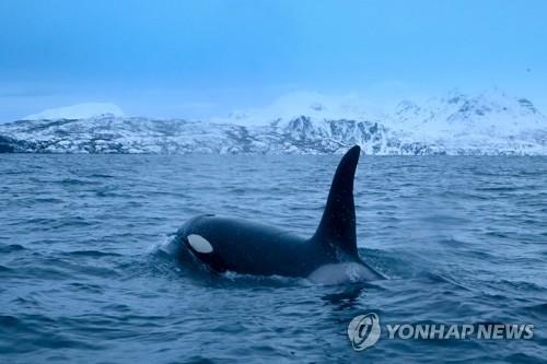 청어를 사냥하는 범고래 [자료사진] 