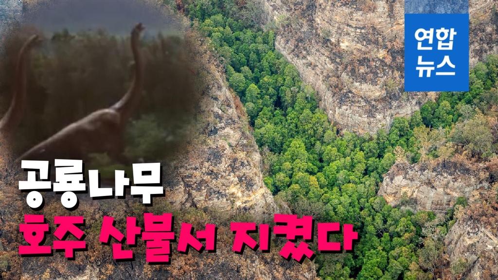 [영상] 호주 '공룡 나무', 최악 산불서 지켜냈다 - 2