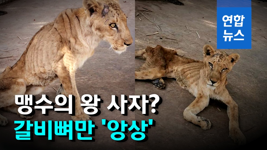 [영상] 뼈만 앙상하게 남아…죽어가는 수단 동물원 사자들 - 2