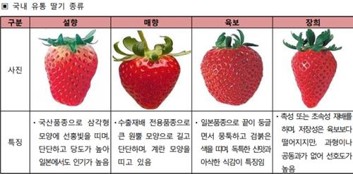 국내 유통 딸기의 종류. 왼쪽부터 국산 품종인 설향, 매향과 일본 품종 육보, 장희.