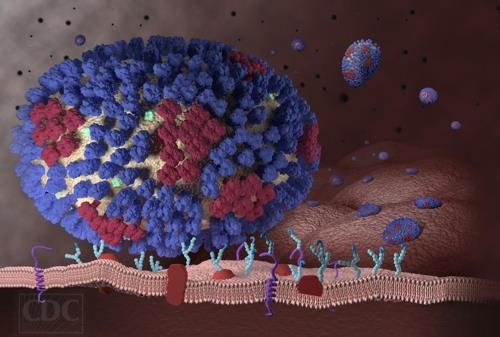 기도(氣道) 세포 수용체와 결합한 인플루엔자 바이러스