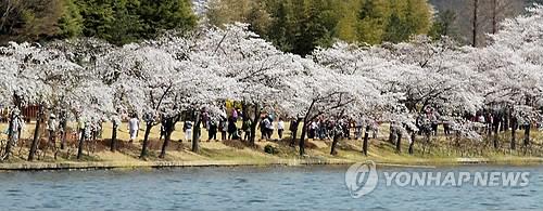 경주 벚꽃