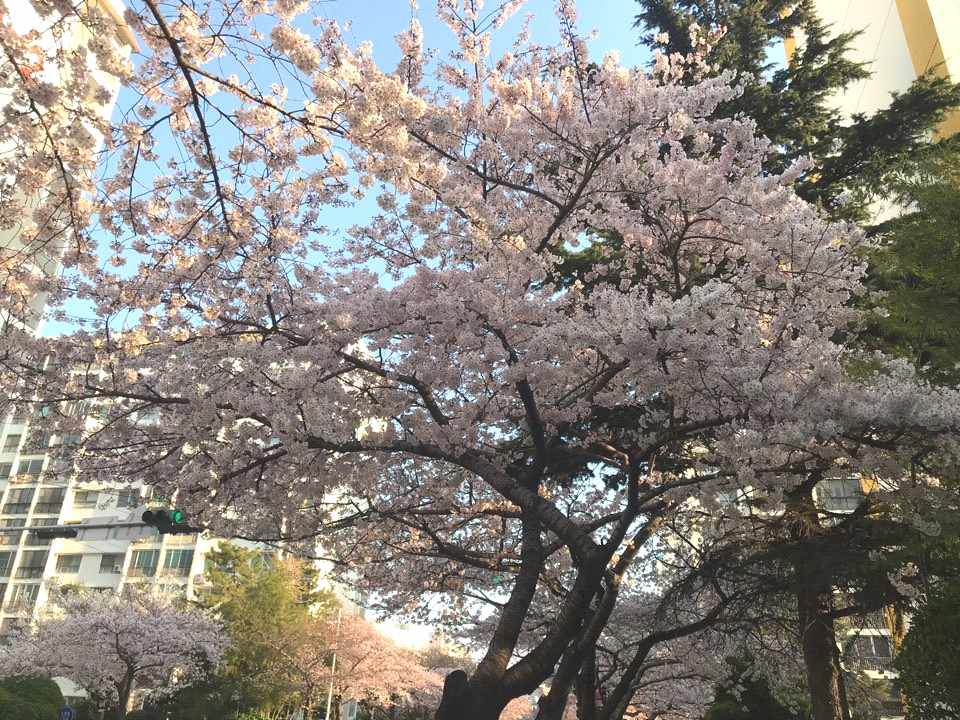 부산 남천동 벚꽃