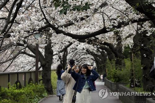 (도쿄 AP=연합뉴스) 27일 일본 도쿄도에서 사람들이 벚꽃을 배경으로 사진을 찍고 있다. 2020.3.29