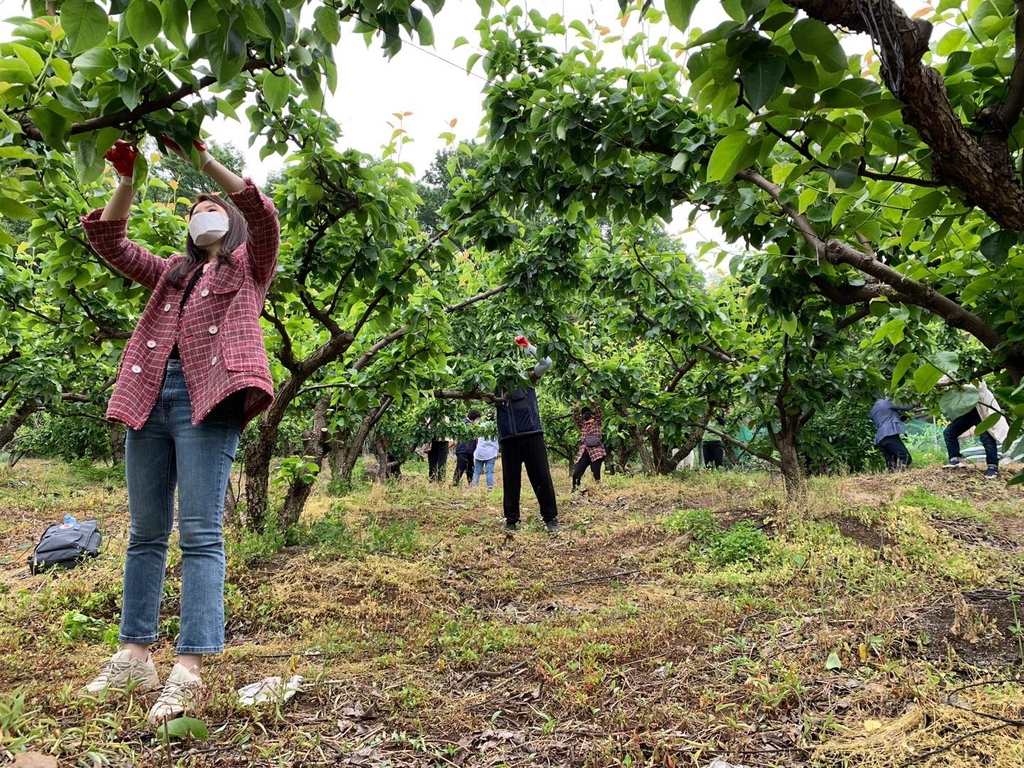 배나무 열매 솎아주기를 하는 자원봉사자들