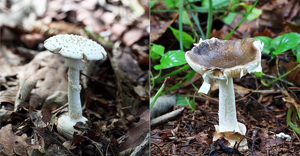광대버섯 종류 중 국내 미기록종인 '독흰구근광대버섯'(왼쪽)과 '카오지종광대버섯'