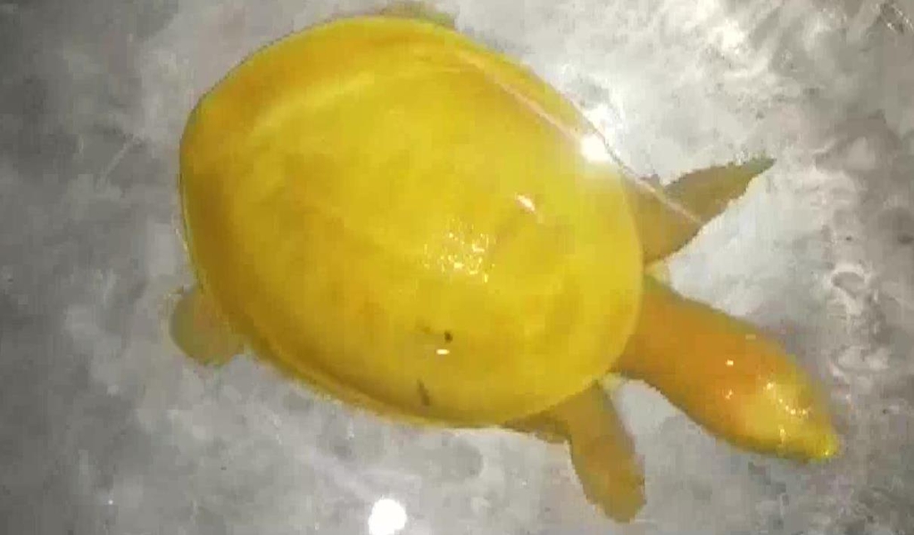 인도에서 발견된 노란 거북. [SNS캡처]