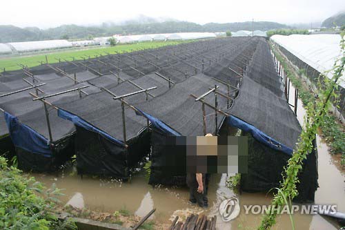 물에 잠긴 인삼밭