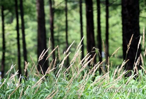 만항재 하늘 숲 정원