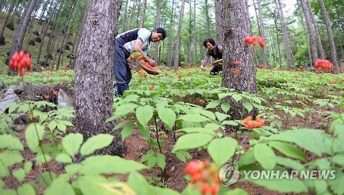 산양삼 씨앗 따기