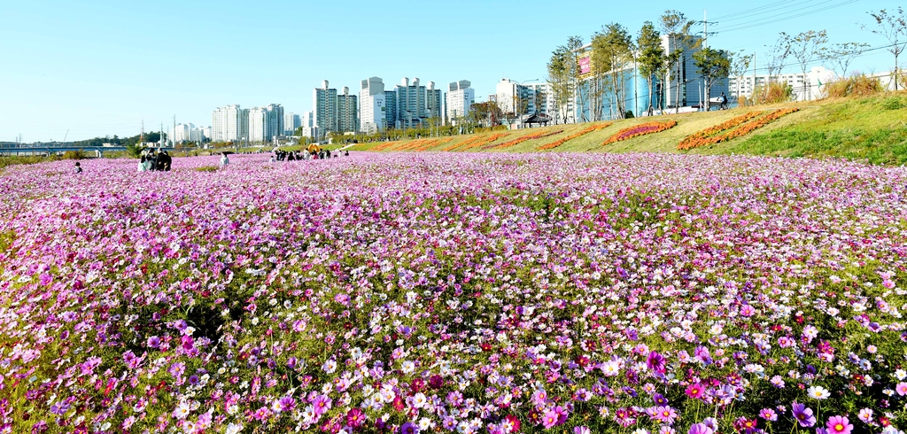 문산천에 만개한 코스모스