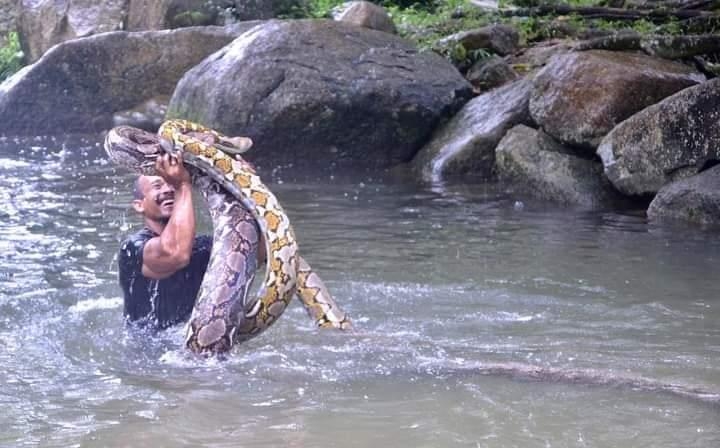 7m·5m짜리 비단뱀 키우는 말레이 남성