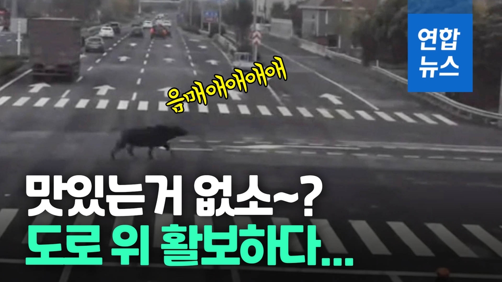 [영상] 중국 도로 한복판에 집 나온 흑소…노인 공격하다 사살 - 2