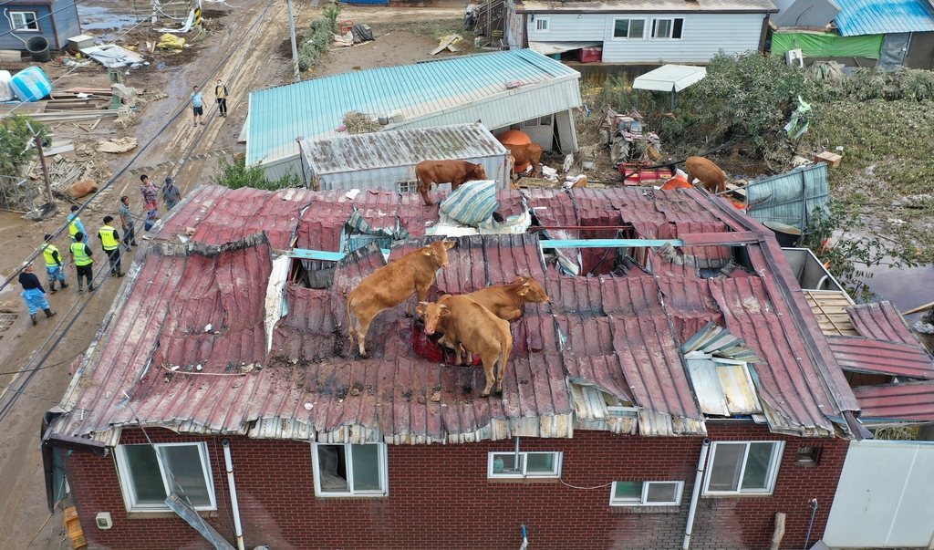 폭우와 하천 범람으로 주택 지붕 위에 올라갔다가 구조 기다리는 소들 / 2020.8.9 박철홍 기자
