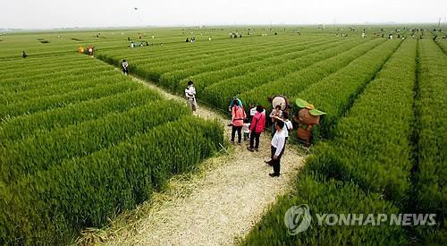 김제 보리밭축제