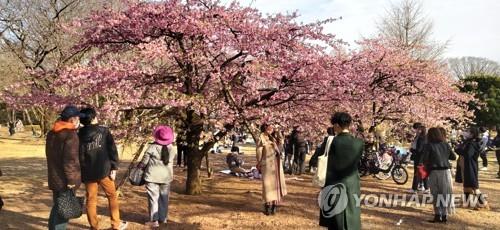 (도쿄=연합뉴스) 나루히토(德仁) 일왕 생일로 공휴일인 23일 오후 도쿄 요요기(代代木)공원에서 상춘객들이 꽃망울을 터뜨린 벚나무 주변에 몰려 있다.