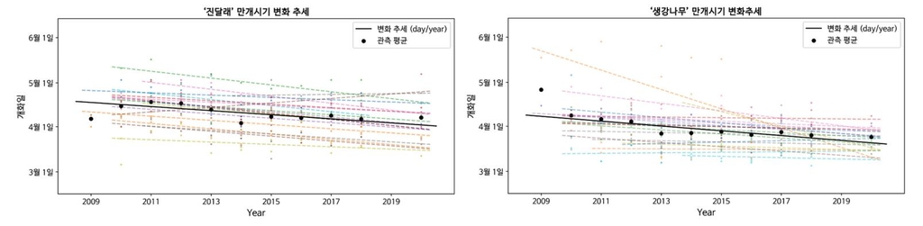 진달래(왼쪽)와 생강나무 만개 시기 변화 추세