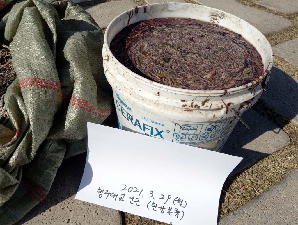 올해도 한강 하구에 '끈벌레' 출현
