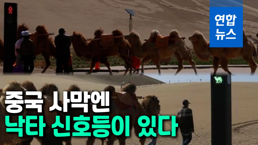 [영상] 교통대란 막기 위한 낙타 모양 파란불…중국 사막에 생긴 이것 - 2