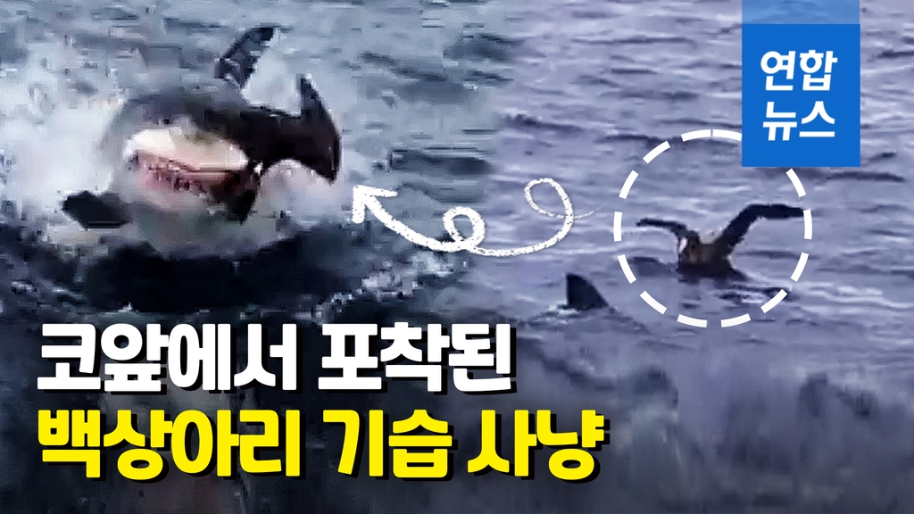 [영상] 튀어올라 한입에 덥썩…4m 백상아리에 순식간 먹힌 바닷새 - 2